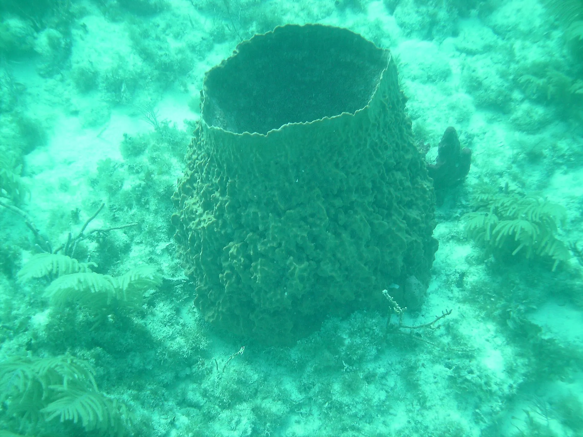 Barrel sponge growing upright on a sunlit tropical reef