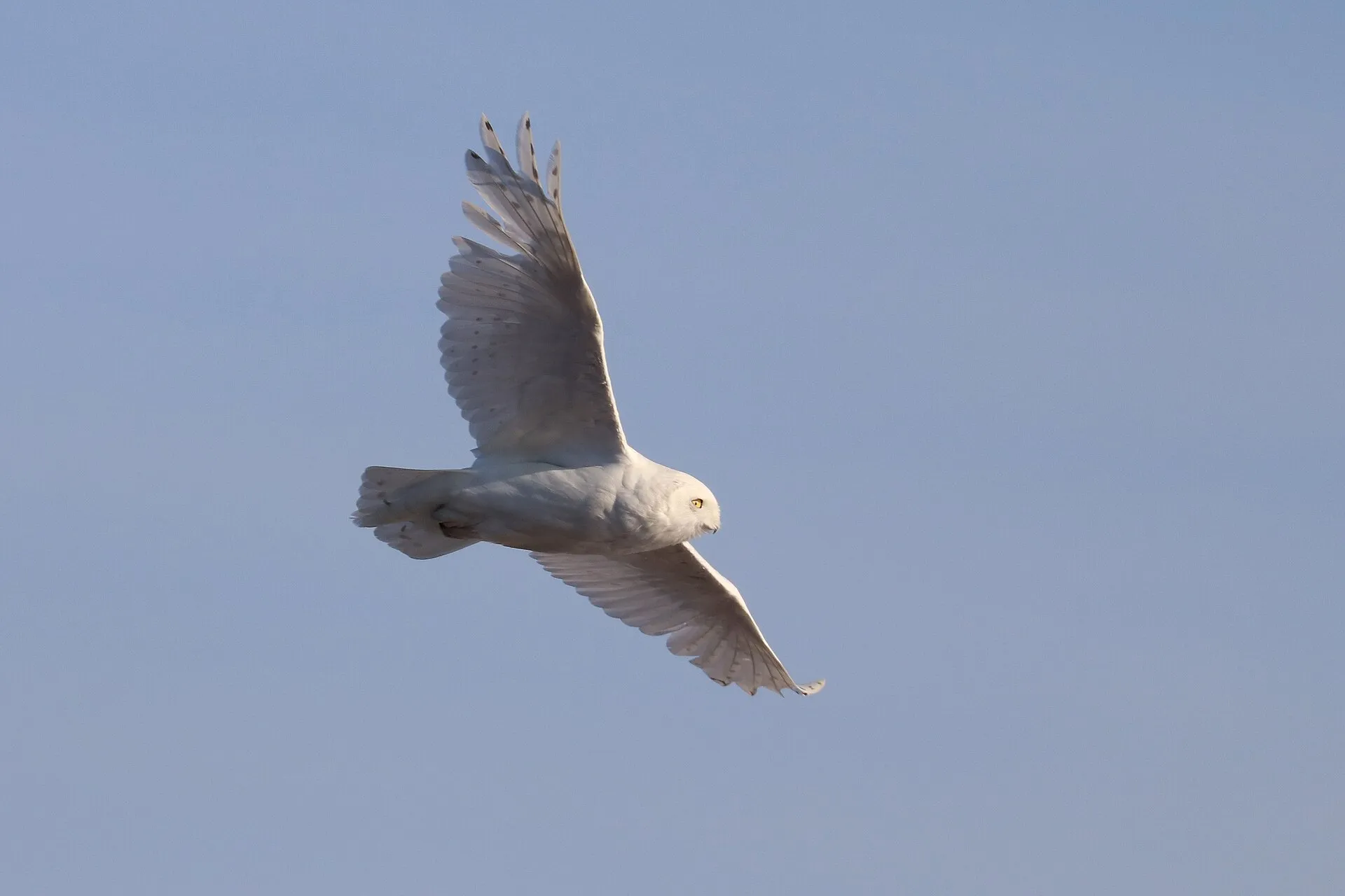 White snowy owl gliding against a pale sky