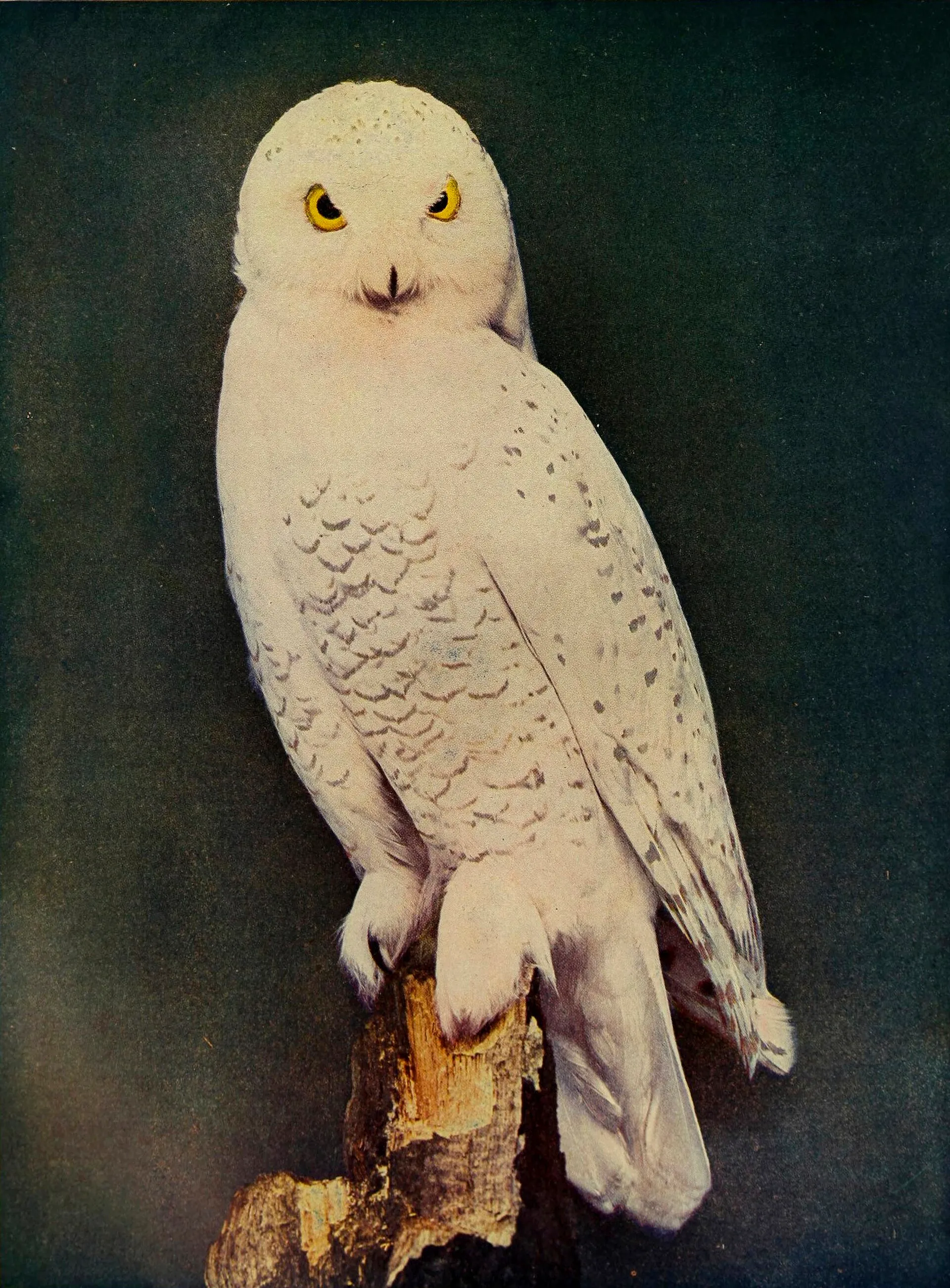 Vintage tinted portrait of a snowy owl perched on a stump