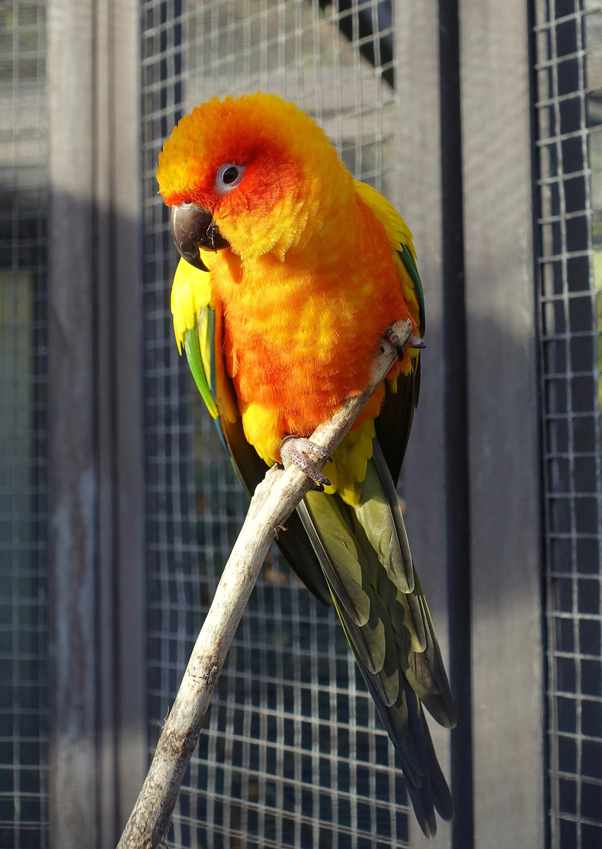 Sun conure parrot with bright orange and yellow plumage perched on a branch