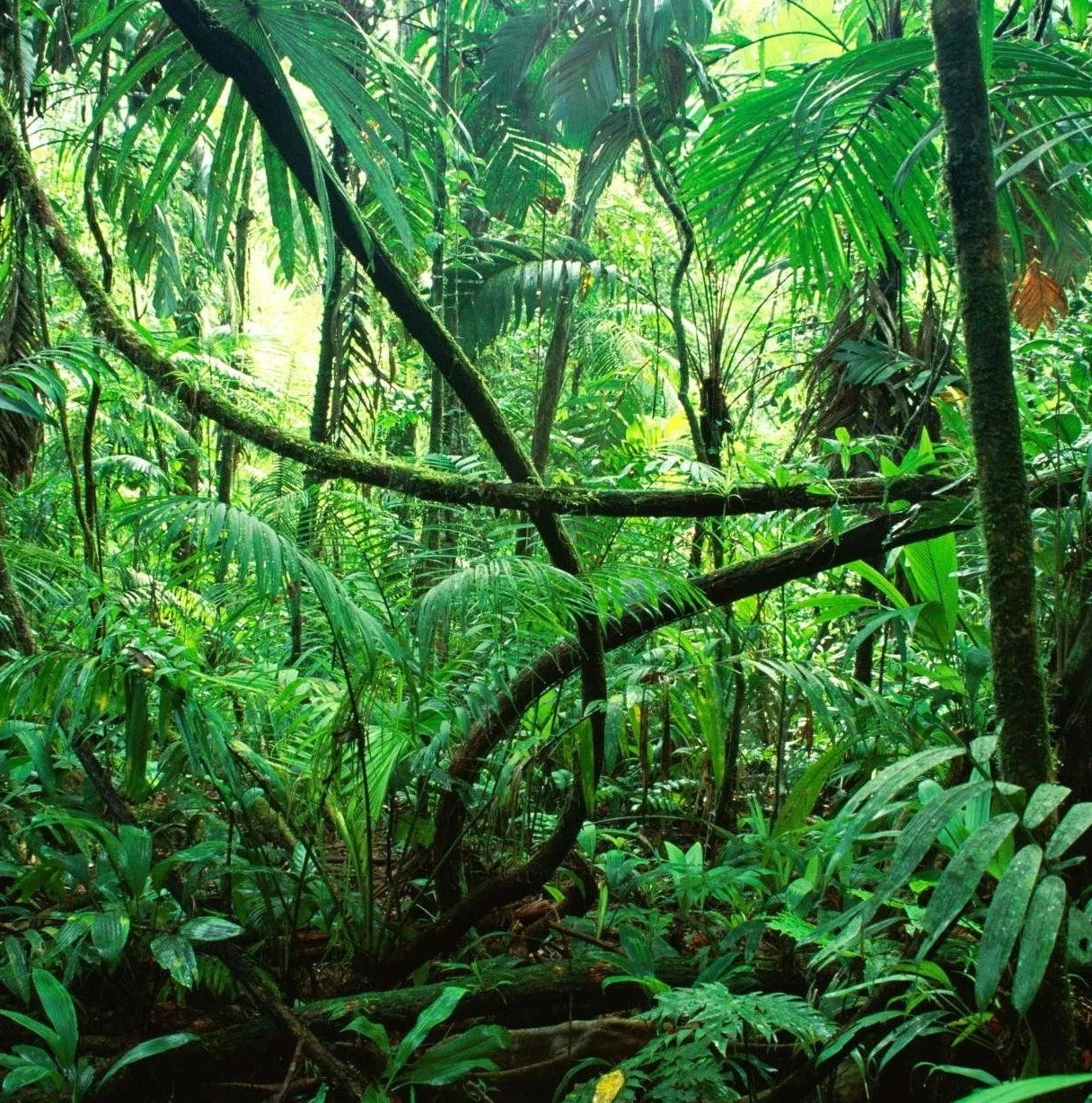 Dense rainforest understory with lianas winding between trees and broad ferns below