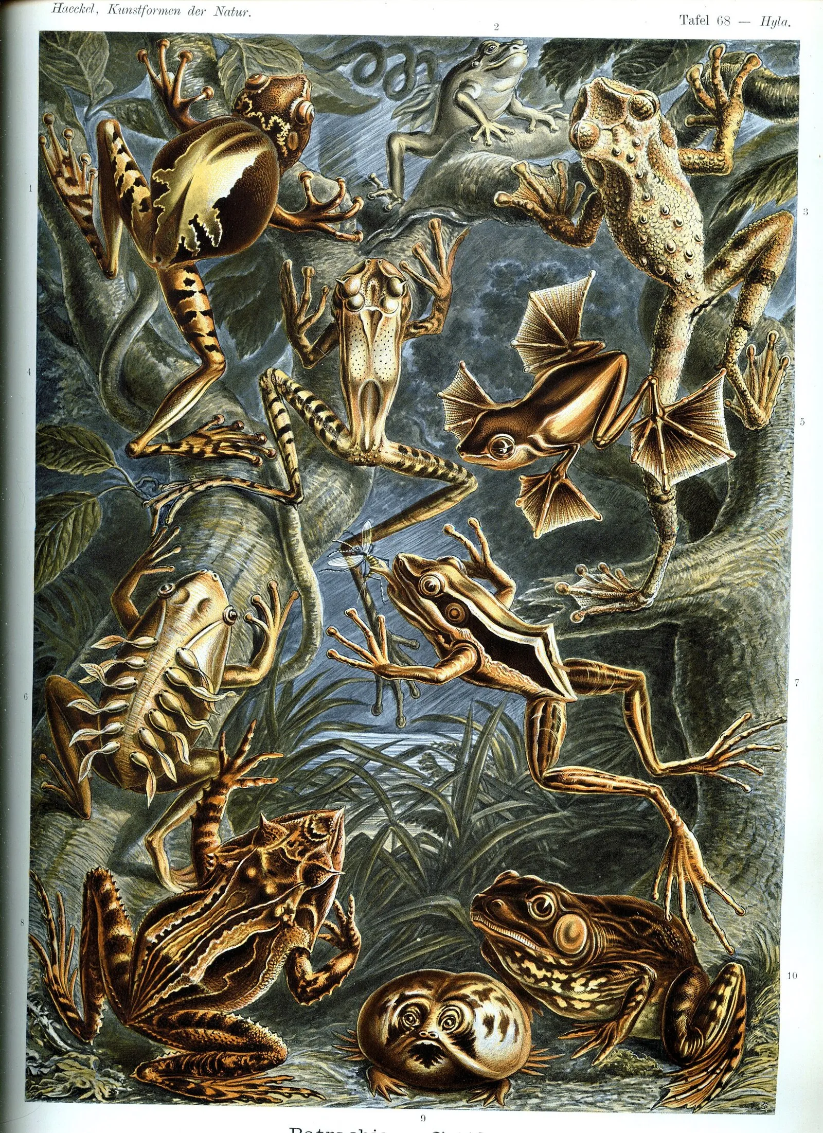 A vintage natural-history lithograph plate depicting many frog species in detailed poses