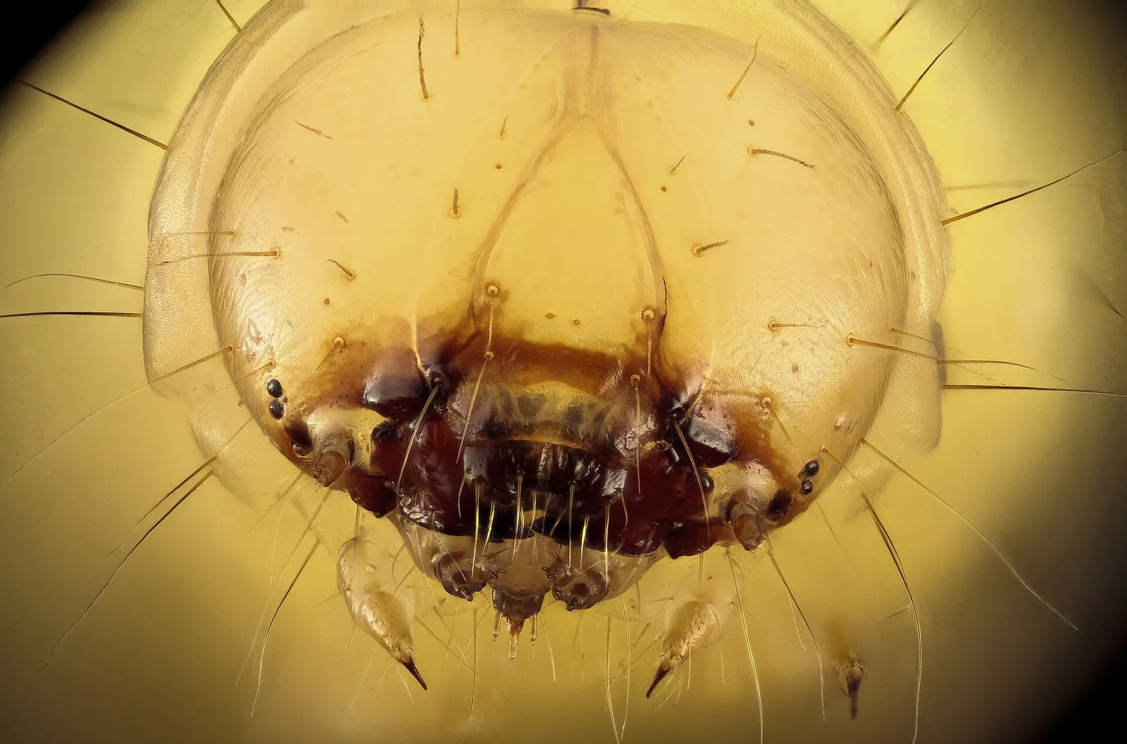 An extreme close-up of a wax worm caterpillar's translucent head and mouthparts