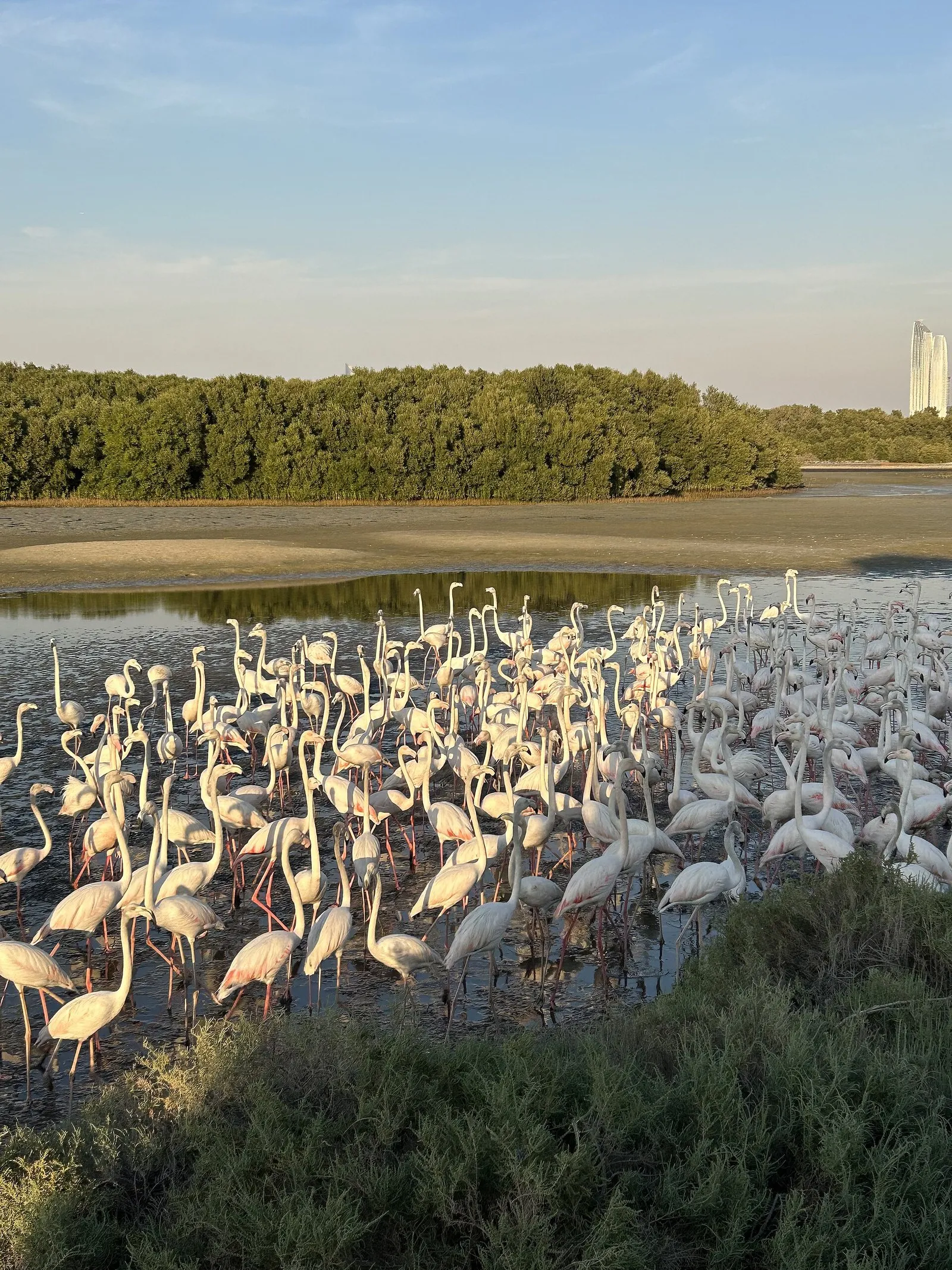 A large flock of greater flamingos wading through a shallow mangrove lagoon