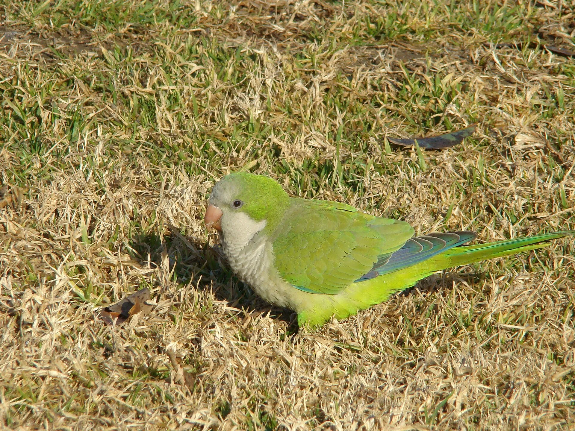 Green quaker parrot foraging on short grass