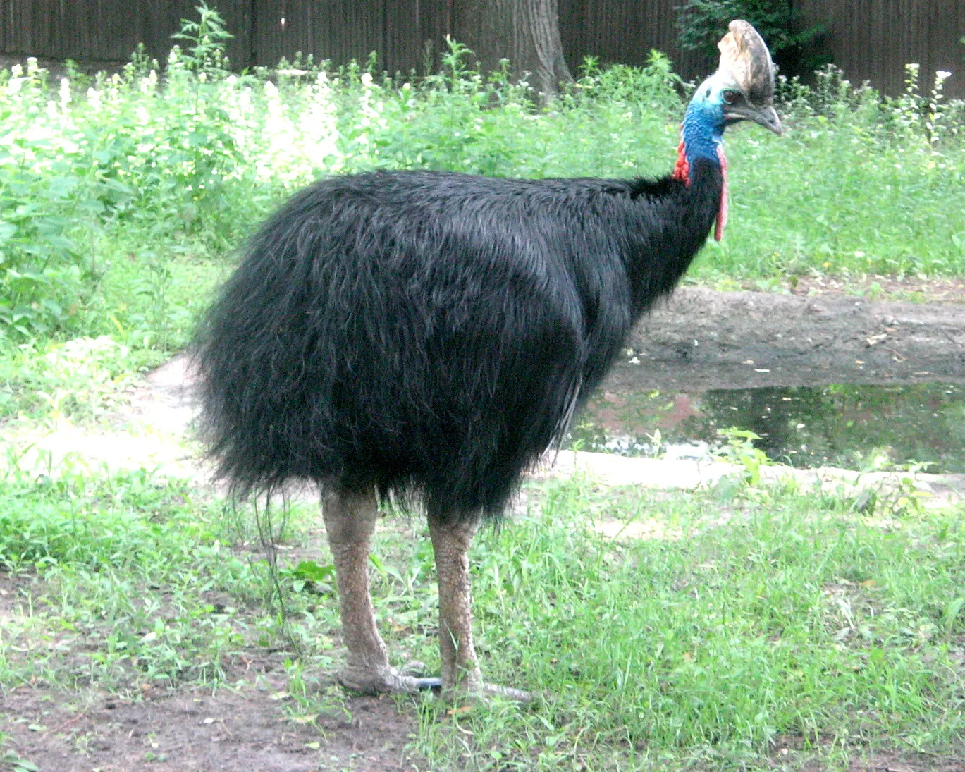 Southern cassowary with glossy black feathers and a blue neck striding through grass