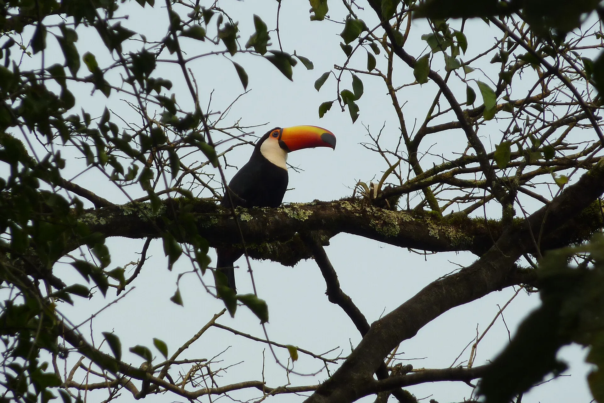 Toco toucan with a huge orange bill perched high on a branch