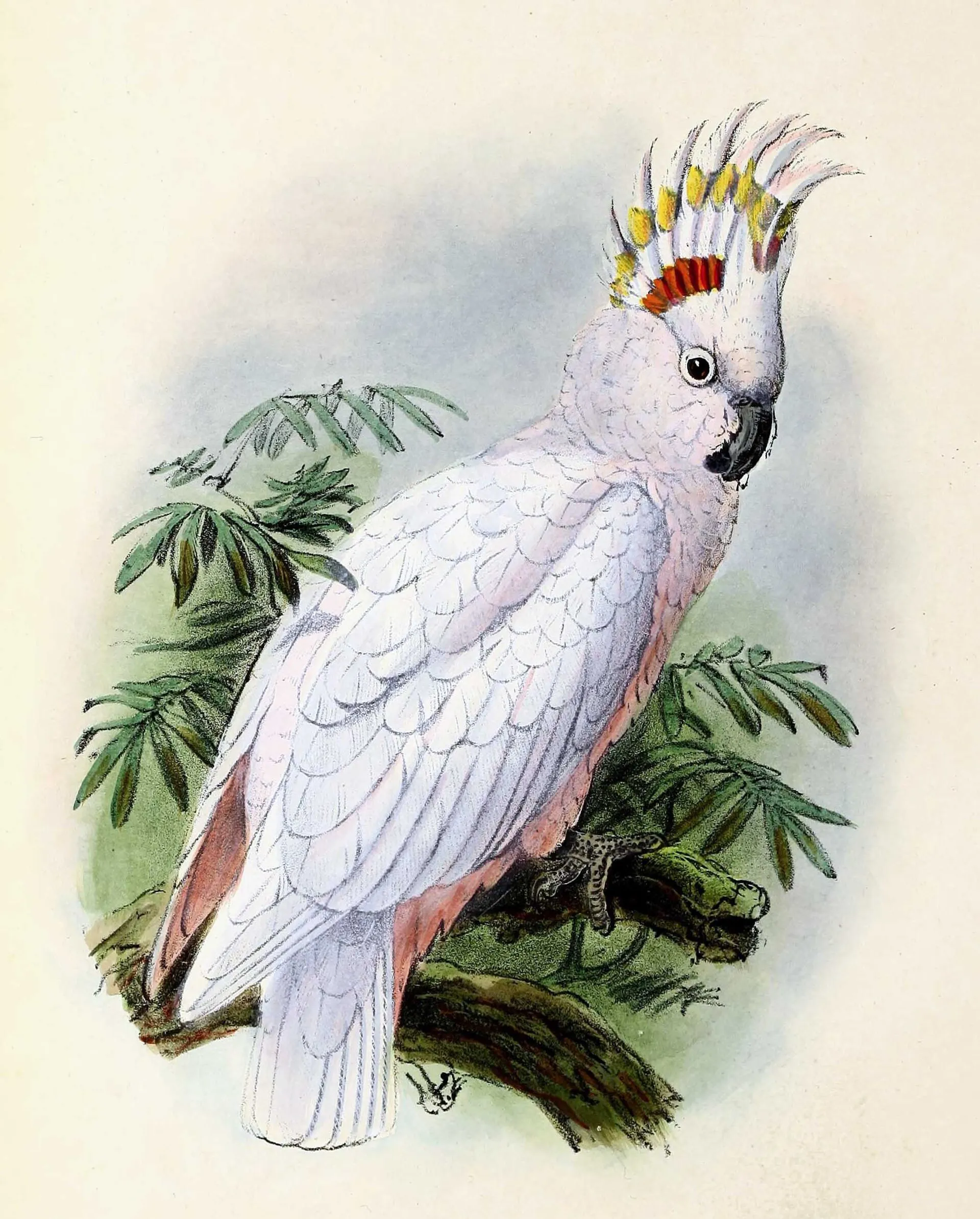 Vintage natural history illustration of a pink Major Mitchell's cockatoo