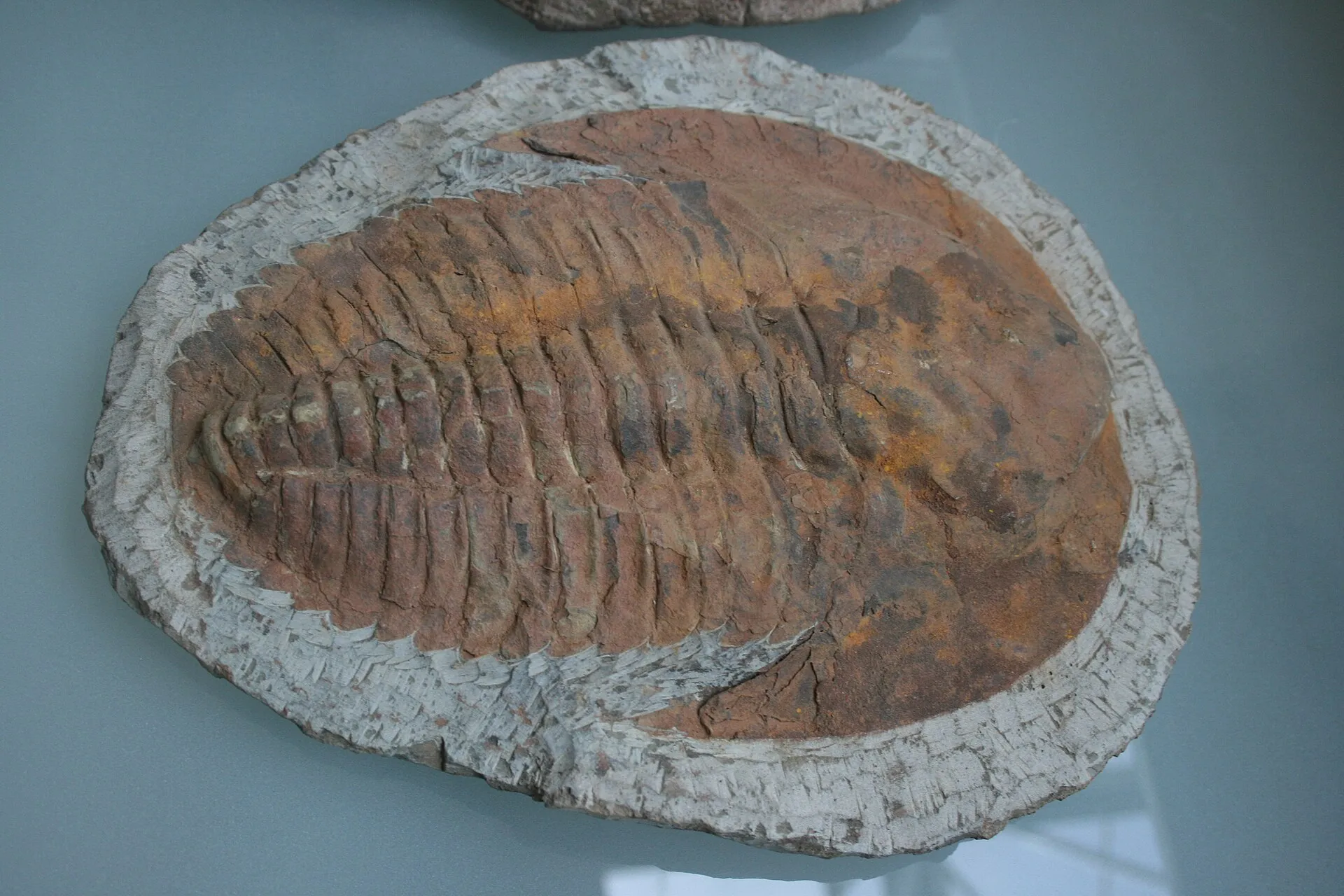 Fossilized trilobite preserved in a slab of tan rock