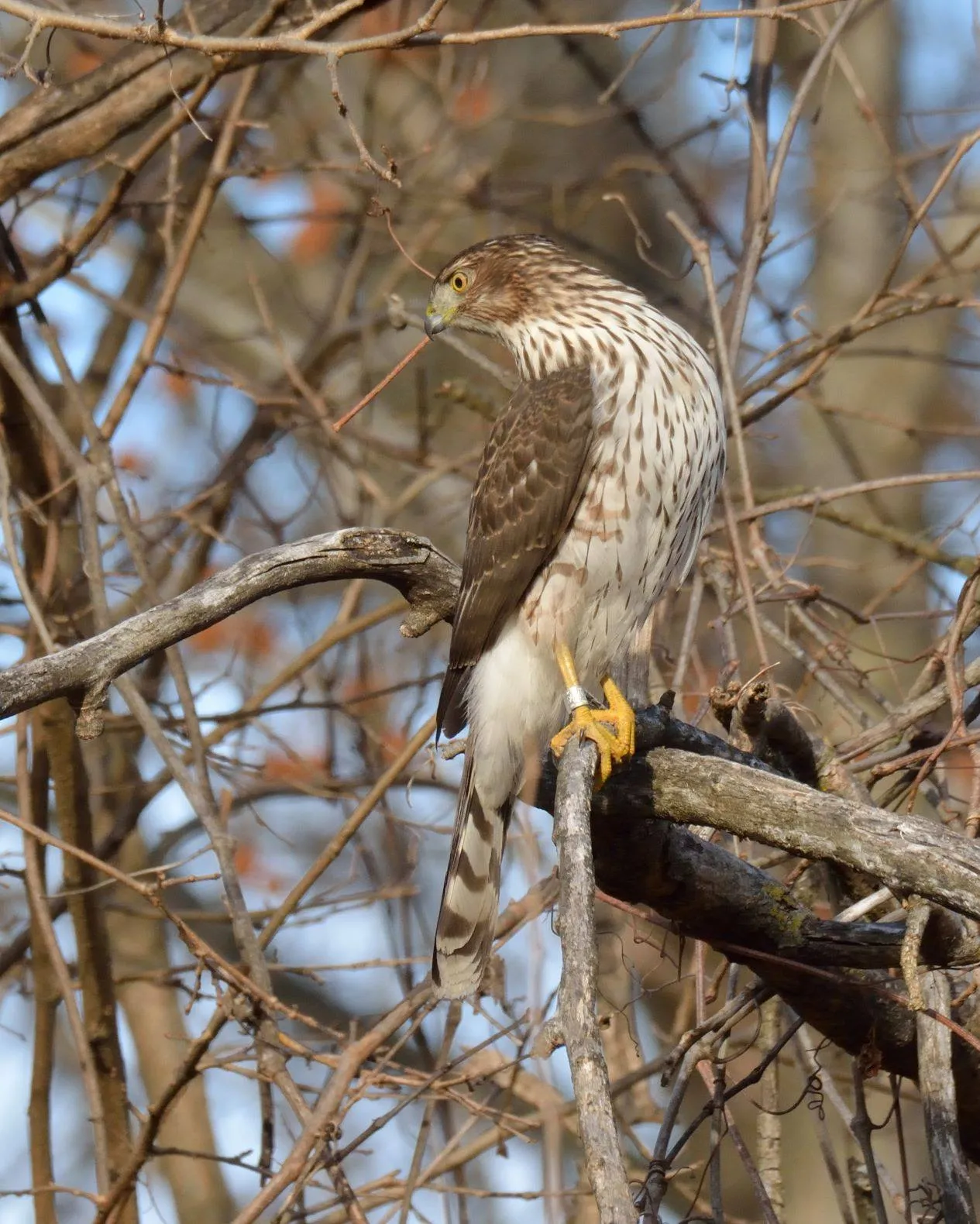 Cooper's hawk with banded tail perched among bare branches