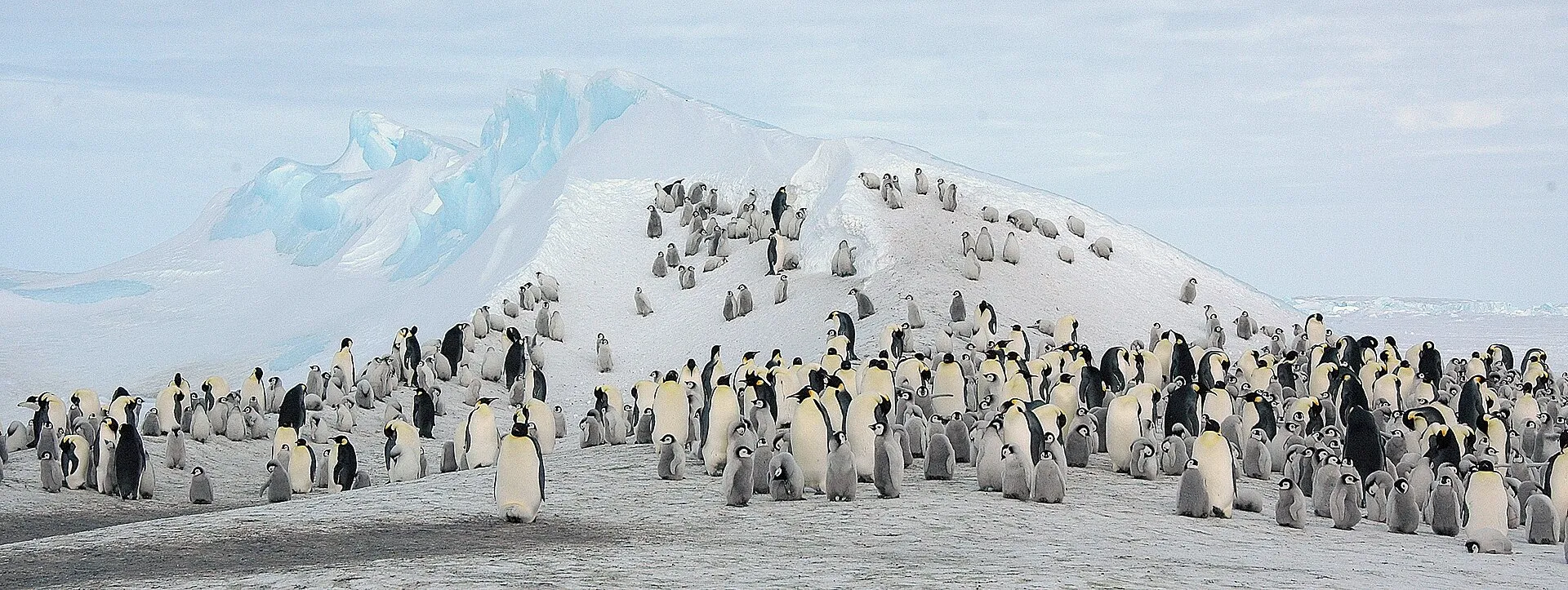 Colony of emperor penguins with fluffy grey chicks gathered on the ice
