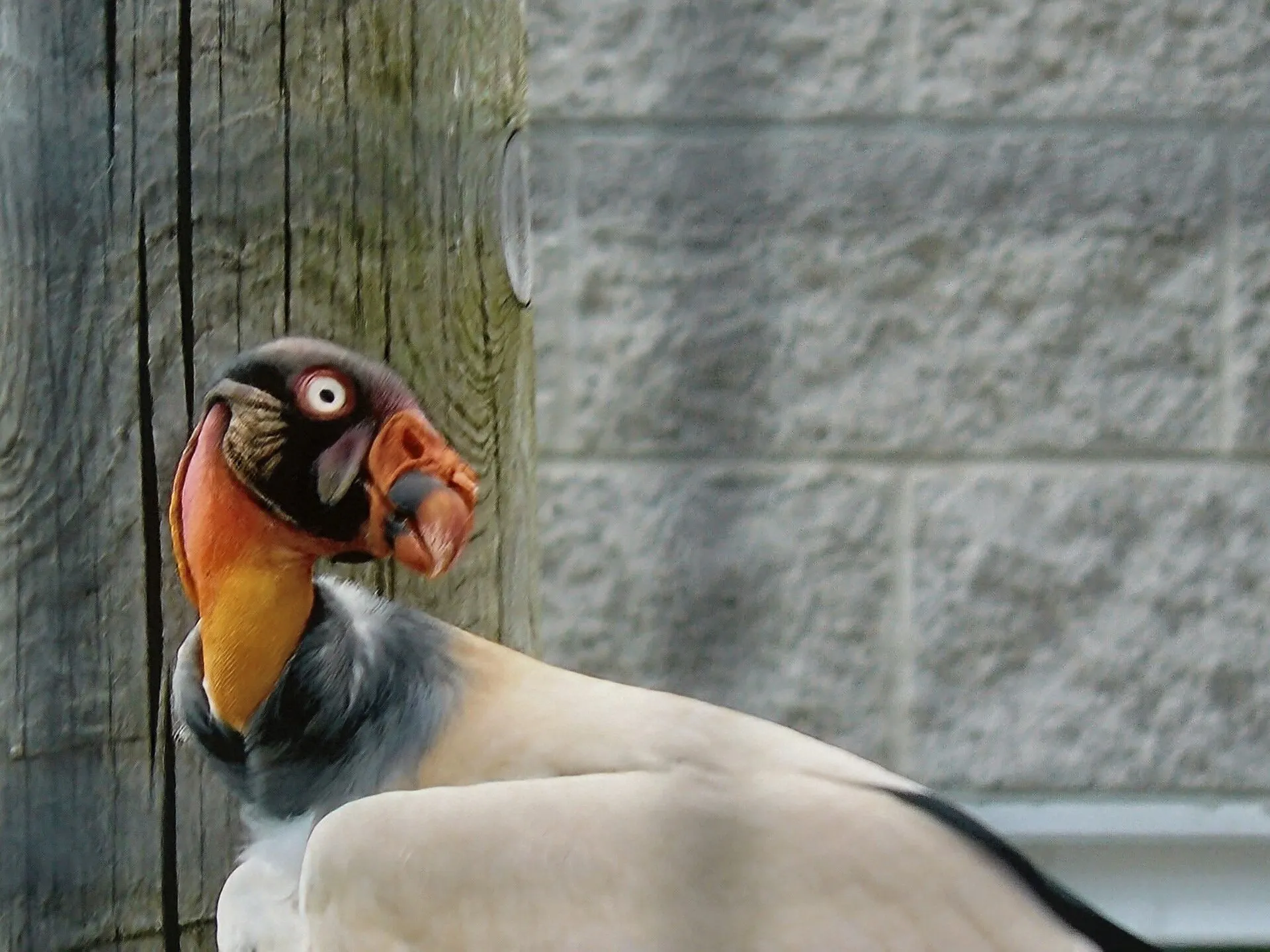 King vulture with an orange and purple head standing against a stone wall