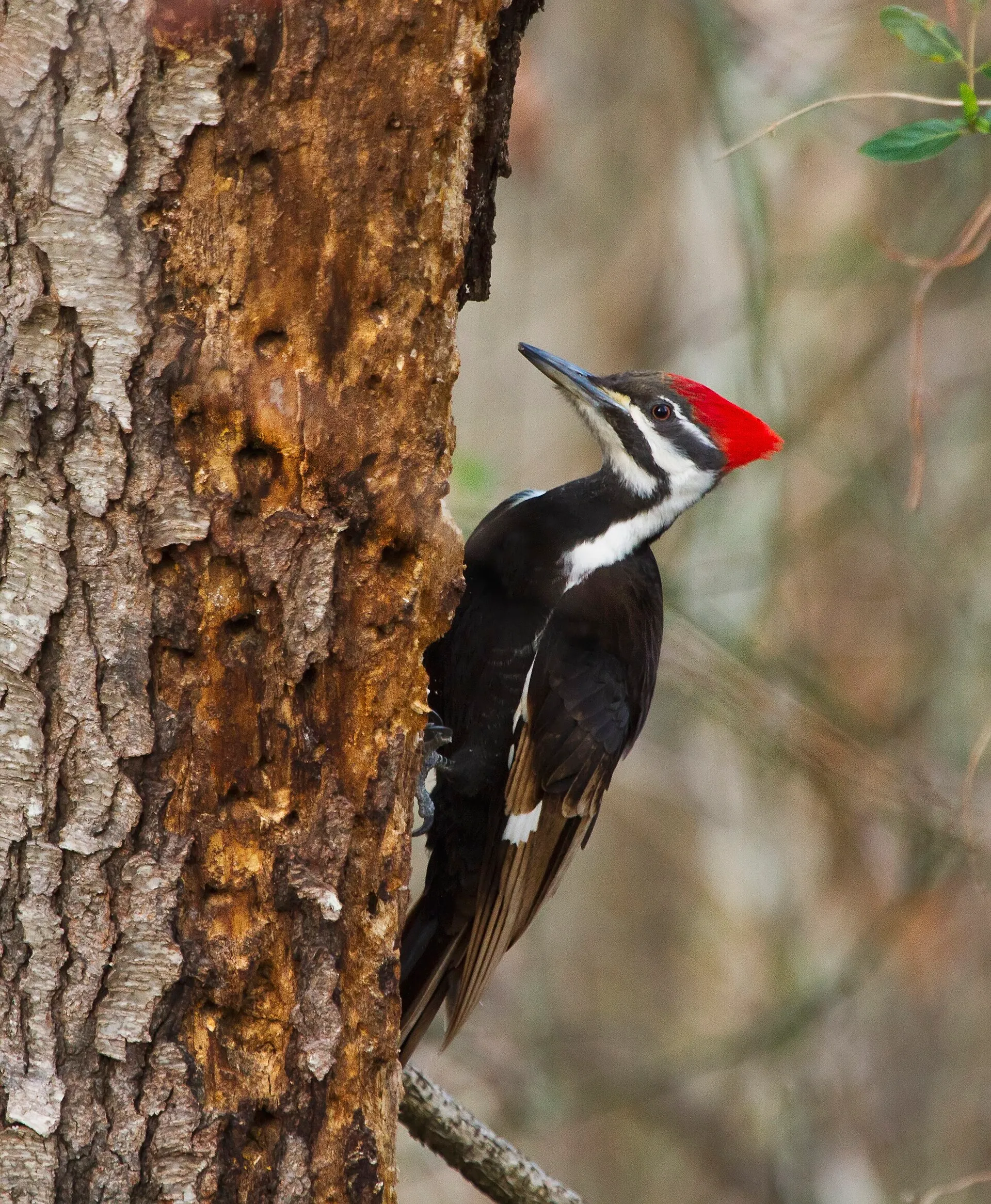 Pileated woodpecker with a bright red crest clinging to a tree trunk