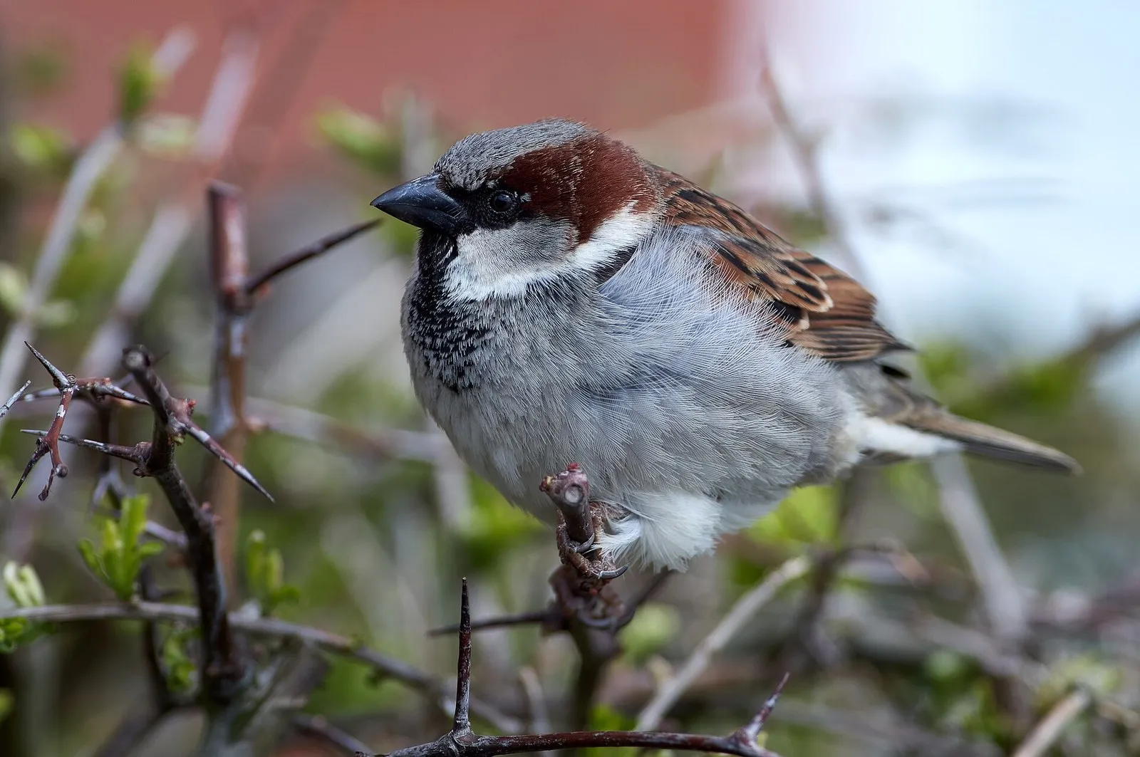 A male house sparrow perched among bare thorny branches