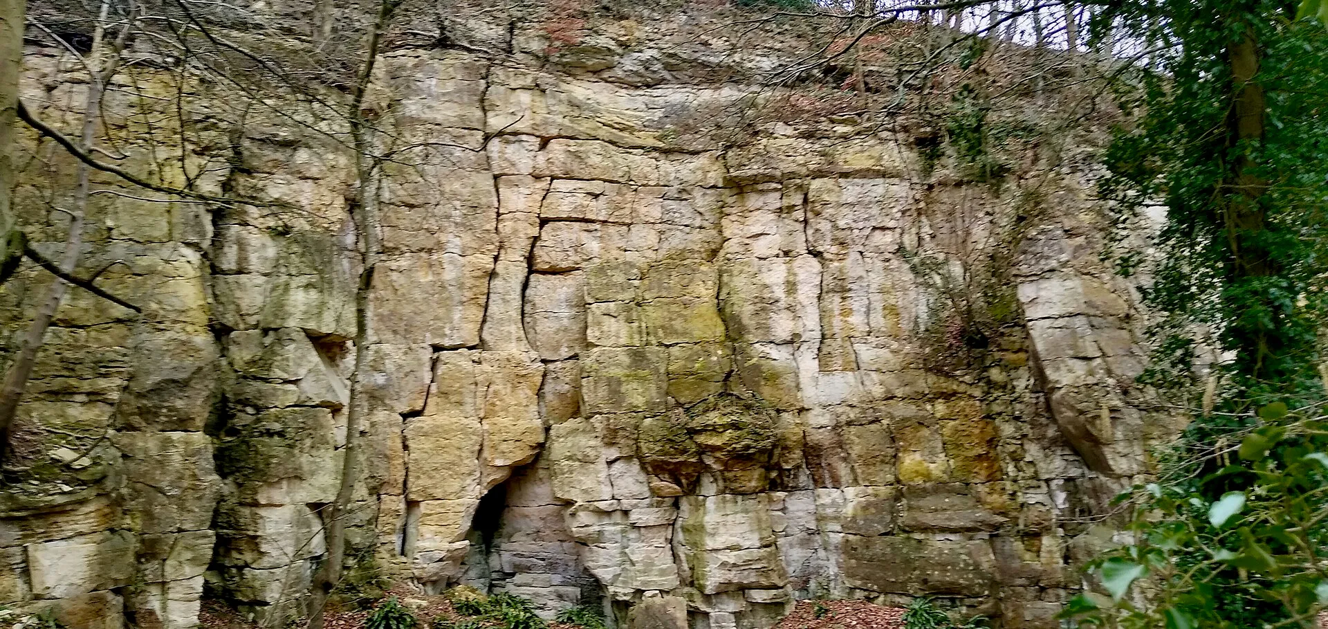 Layered limestone cliff face exposed in a wooded bluff