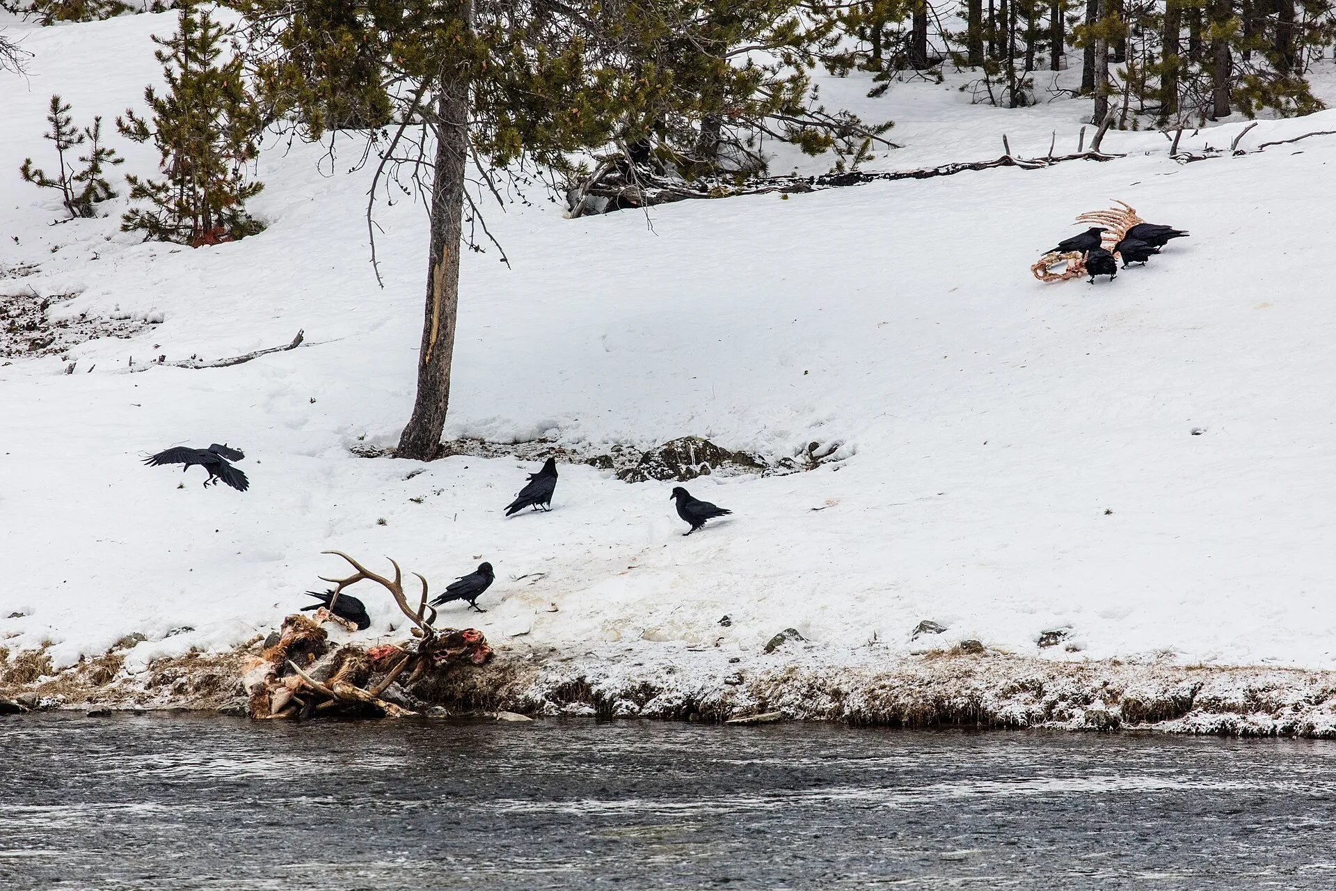 Crows scavenging around a carcass in the snow