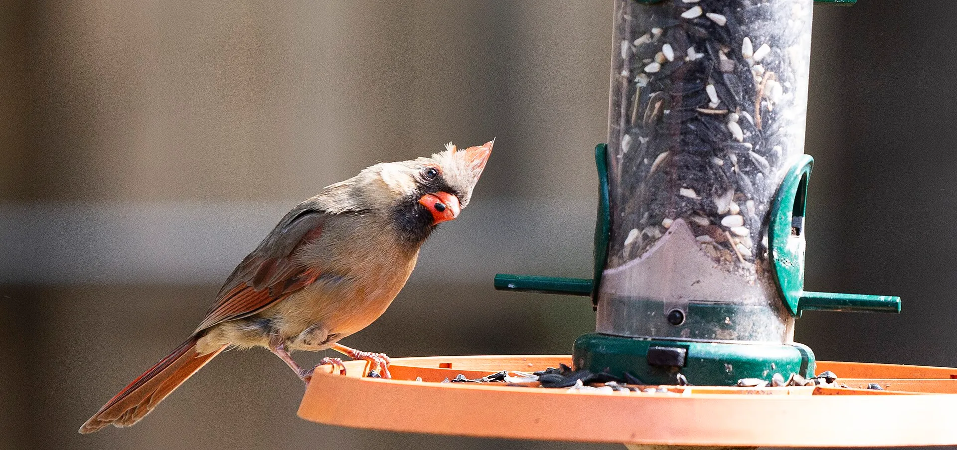 Female cardinal picking seeds from a tube feeder tray