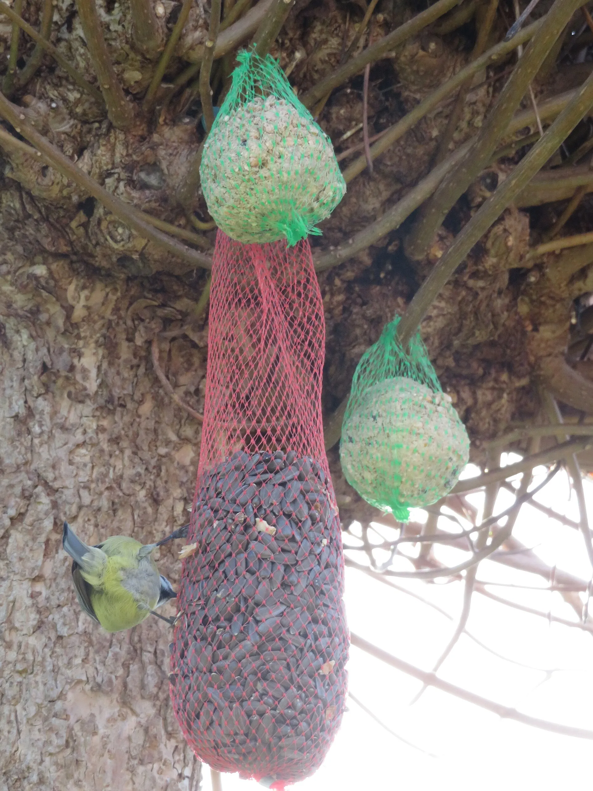 Blue tit clinging to a hanging net of seeds and suet