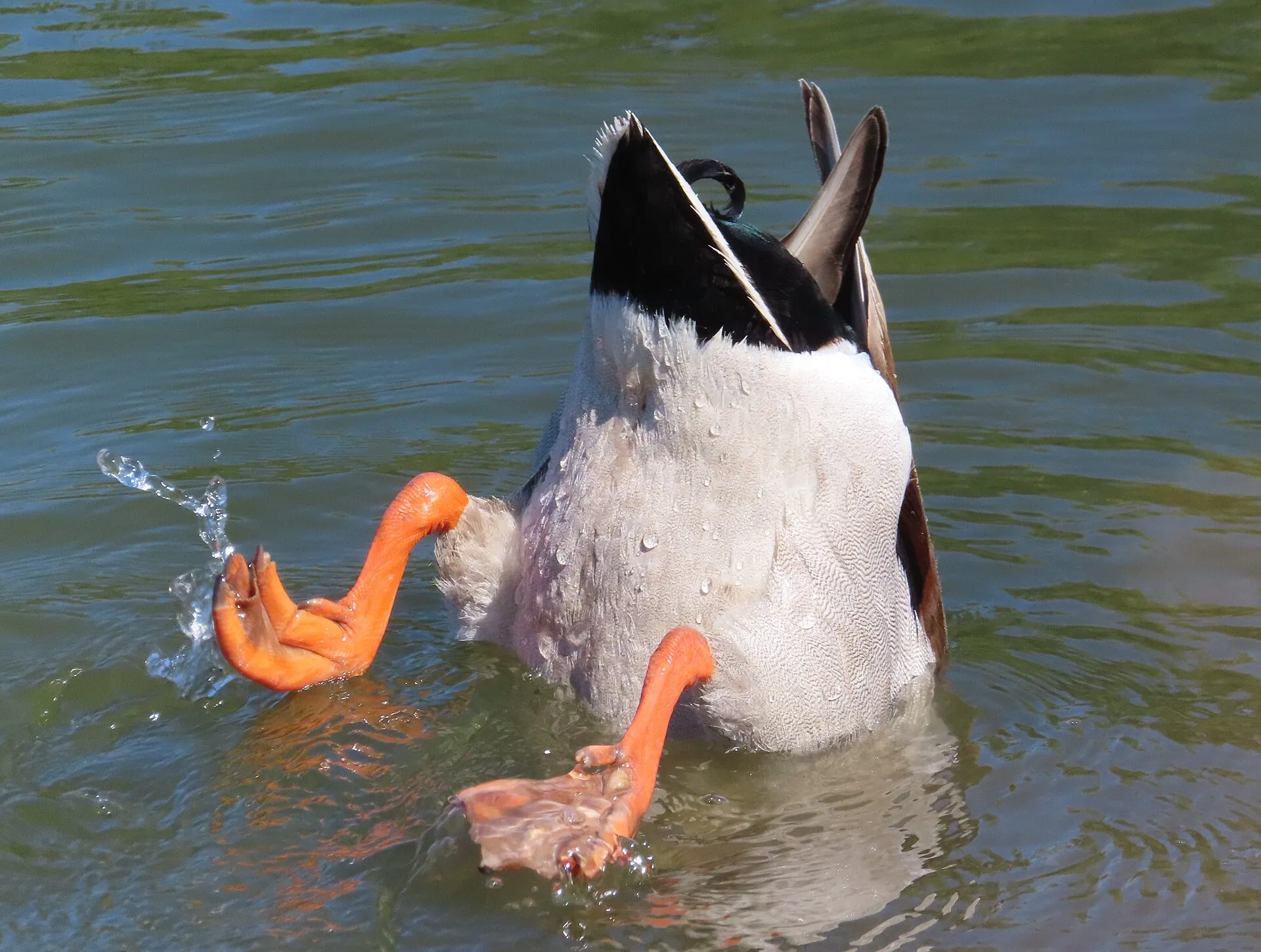 Mallard duck tipped upside down dabbling for food underwater