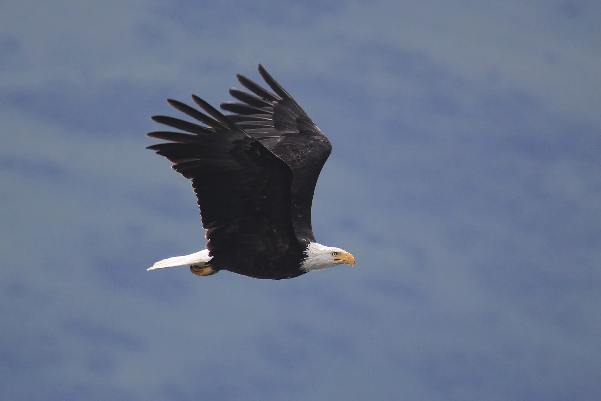 Bald eagle in flight with wings spread wide