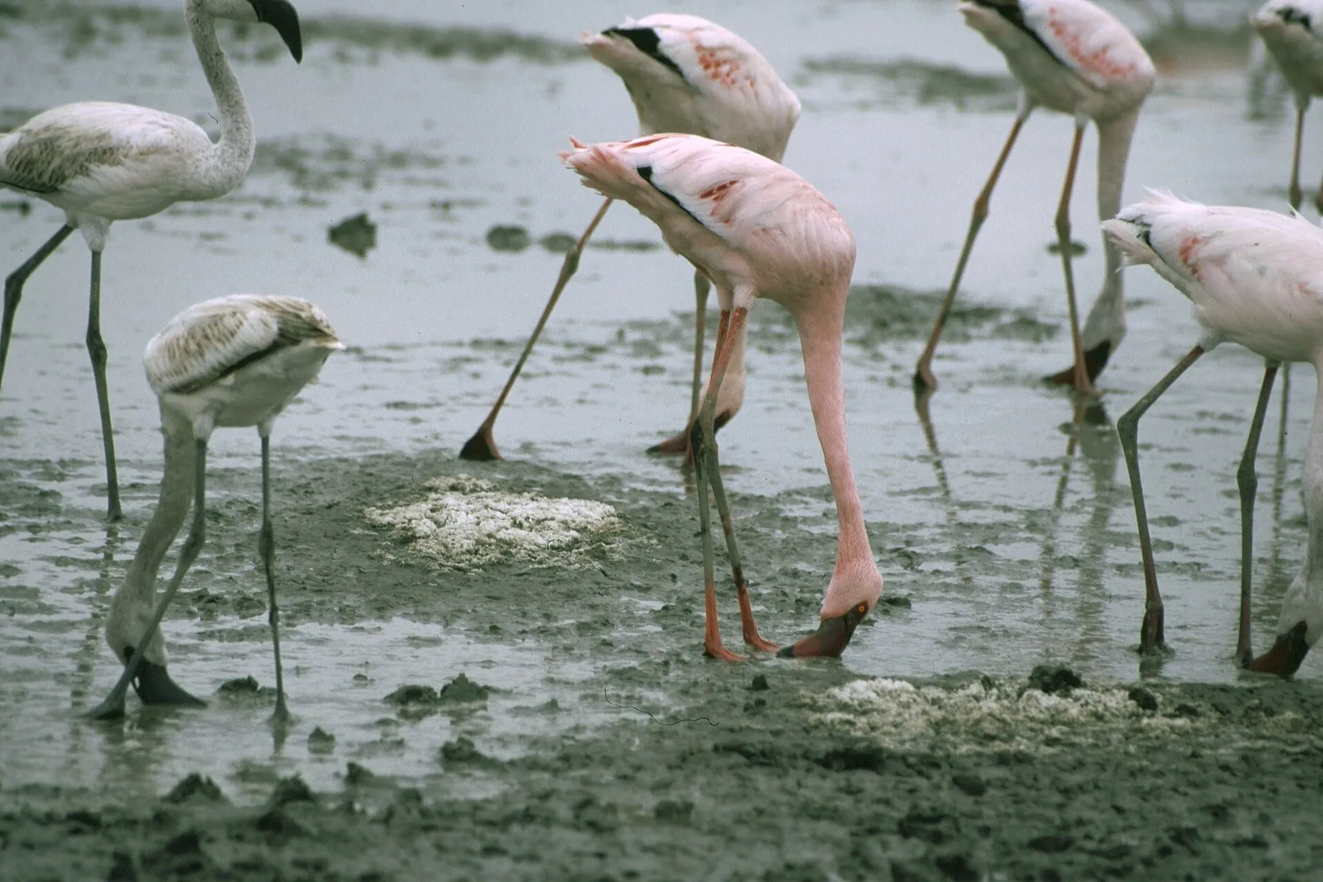 Flamingos filter-feeding with their bills upside down in shallow water
