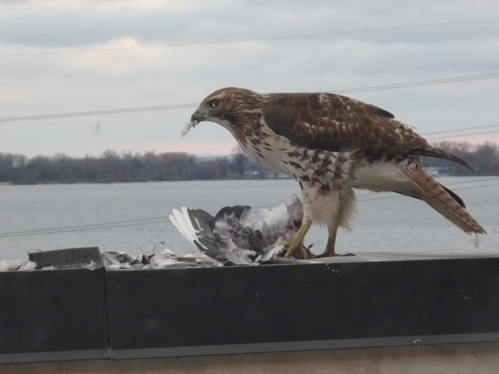 Hawk standing over a pigeon it has caught on a ledge