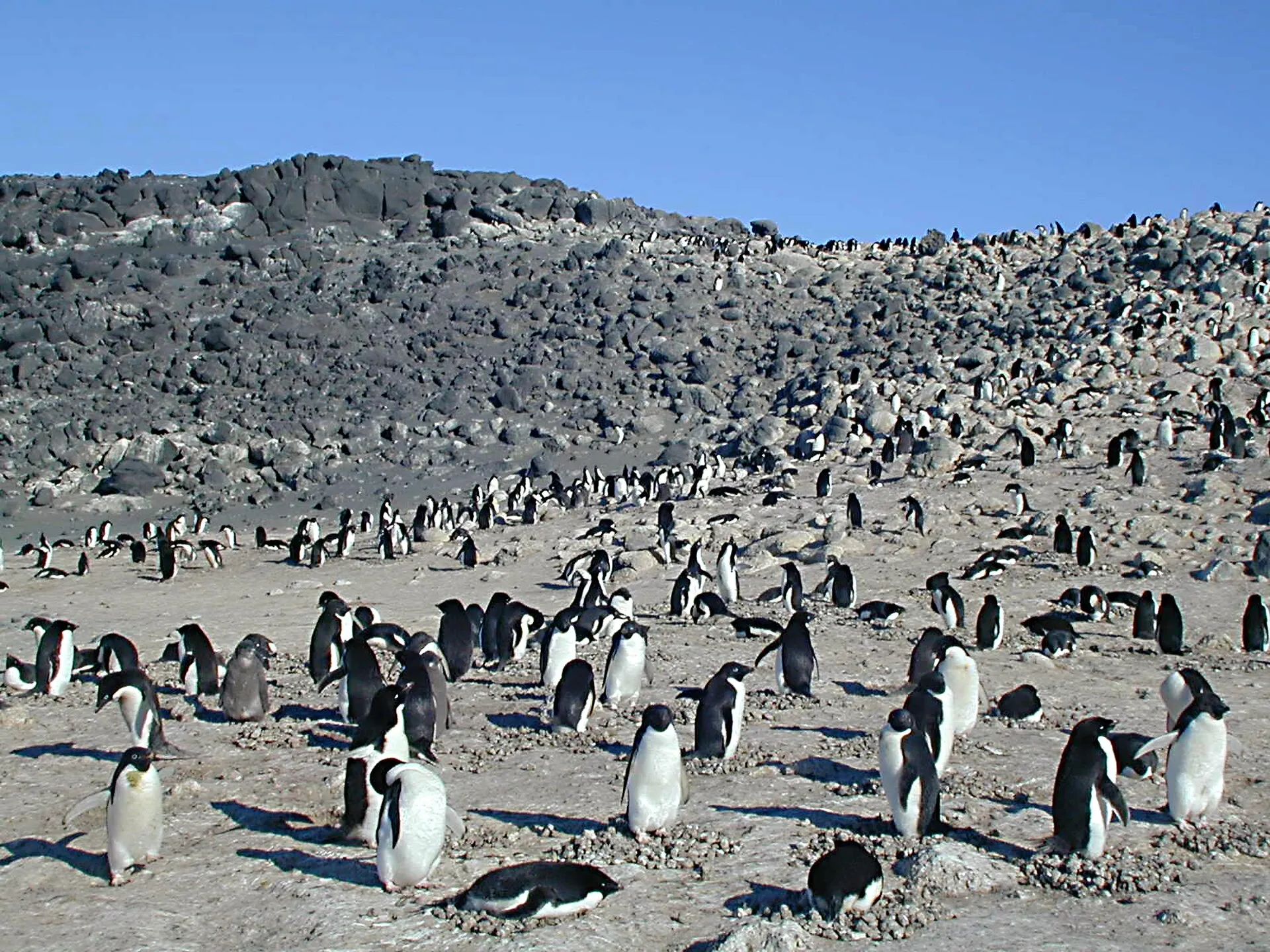 Colony of Adelie penguins spread across a rocky Antarctic shore