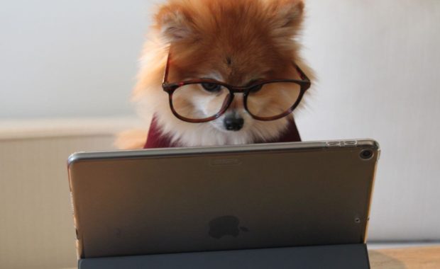 dog in glasses researching computer science degree
